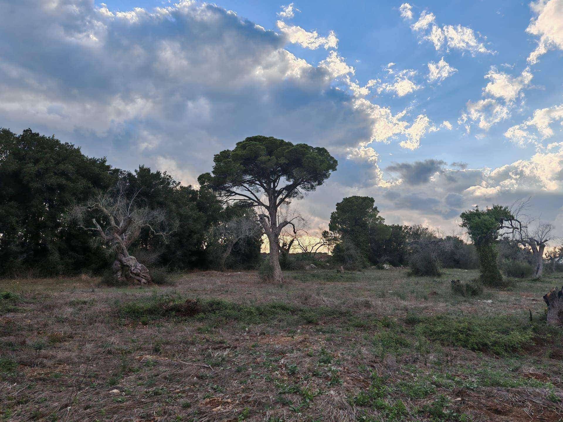 Terrain agricole à vendre à Otranto, Salento - 35 000 € — Otranto (Lecce)
